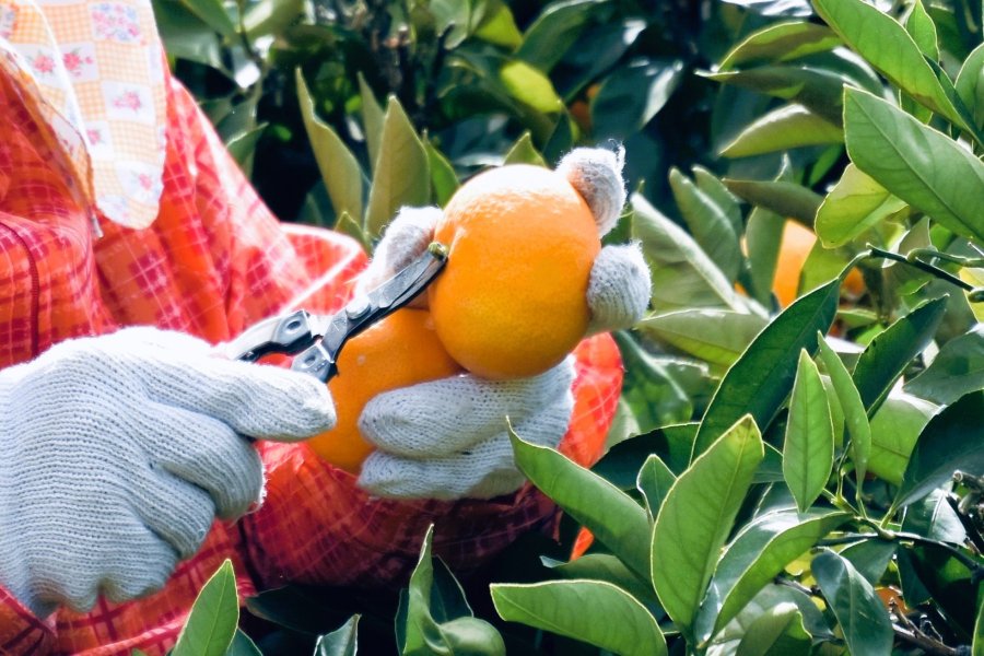 愛媛のみかんの収穫風景をお届け！～八幡浜市真穴地区～