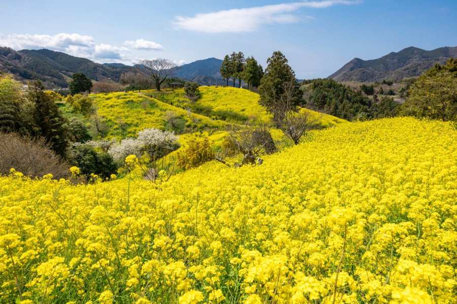 【愛媛絶景】冬から春の大自然を巡るドライブスポット13選