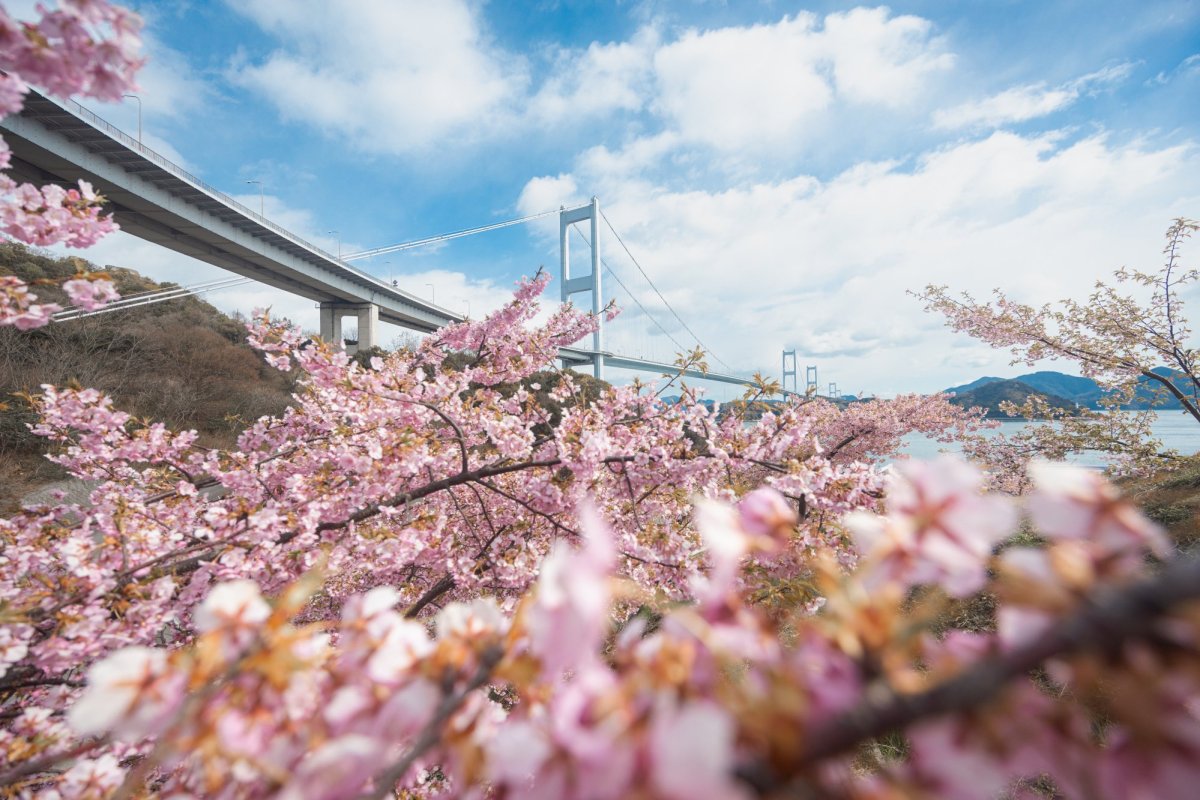【愛媛】春の絶景ベスト11！梅・河津桜・菜の花をコンプリートするならここ
