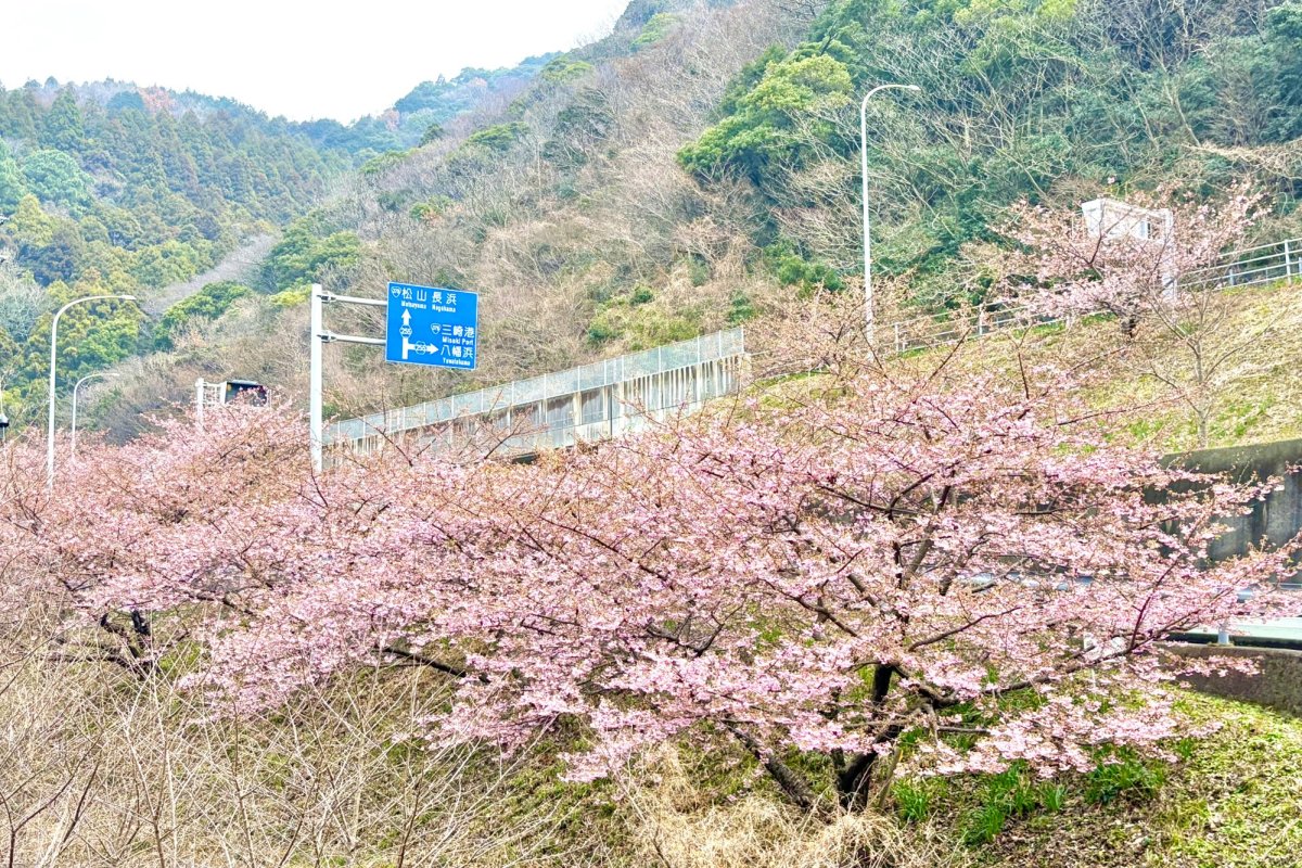 八幡浜の河津桜～トンネルの先に広がる春色の風景～（喜木津・磯津）