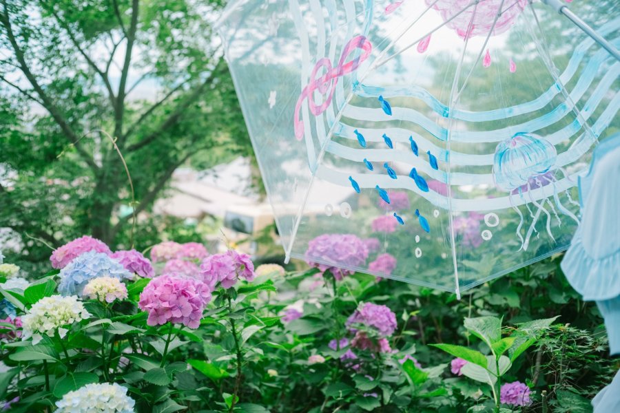 梅雨の時期イチオシの癒しスポット・新居浜市「あじさいロード山田」へ