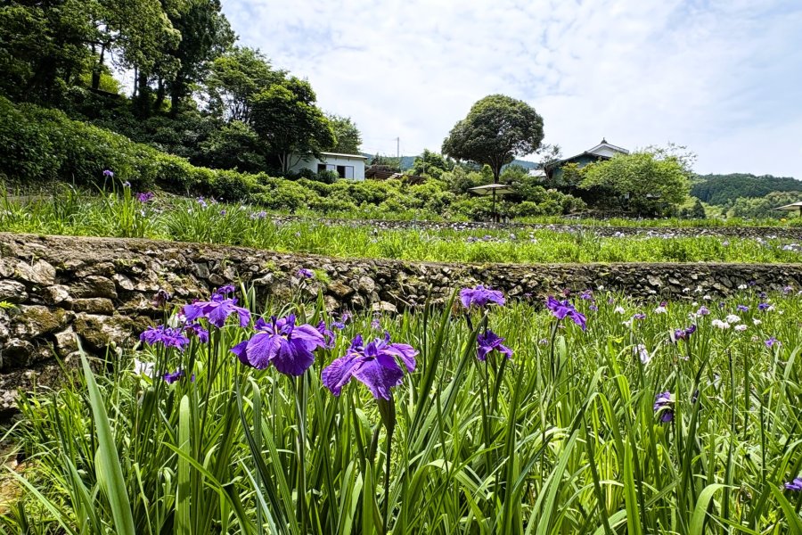 「稲積 癒しの里山」花菖蒲と紫陽花の頃【大洲市】