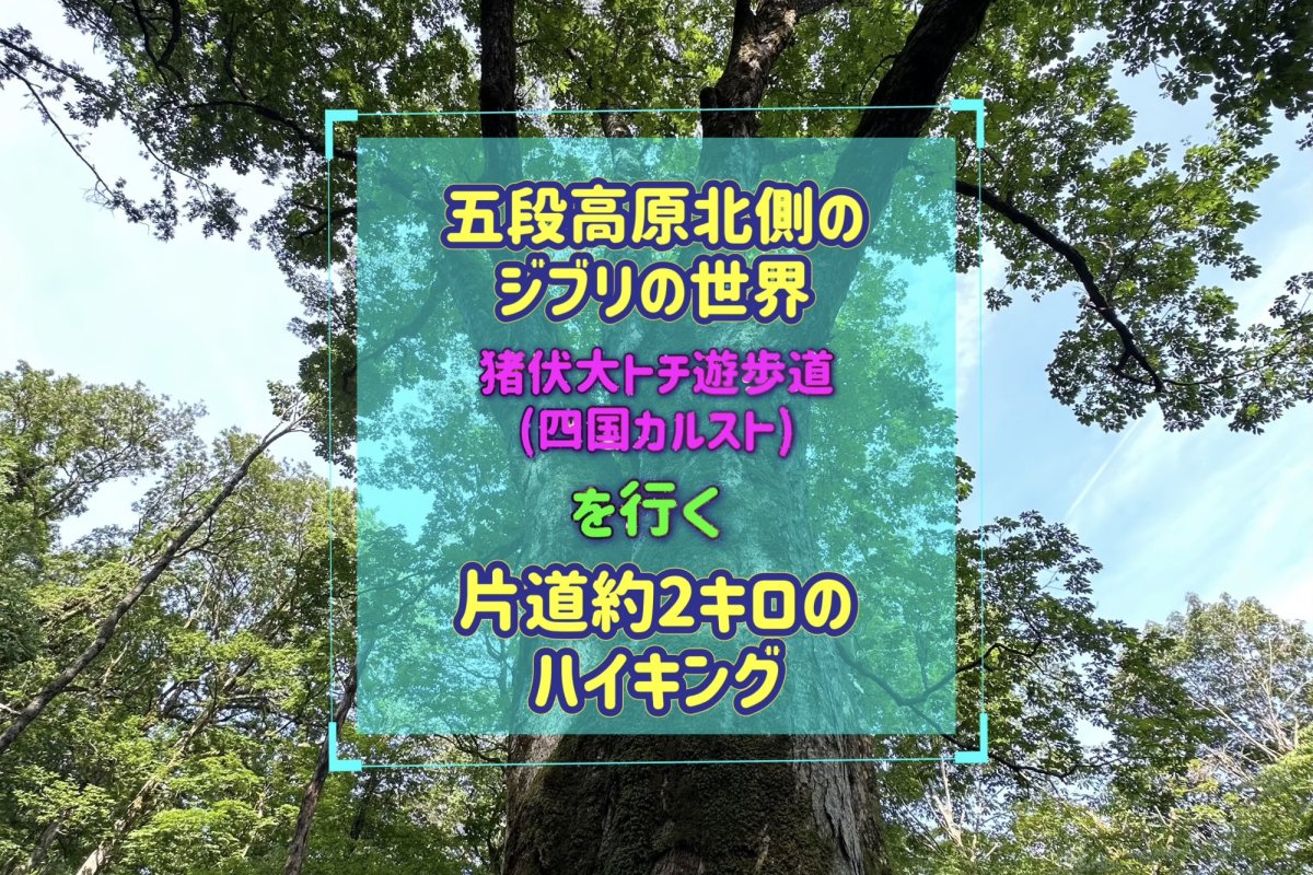 四国カルストの穴場スポット「猪伏(いぶし)大トチ遊歩道」～片道約２㎞のハイキング～