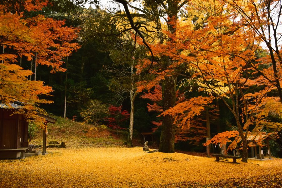 八幡浜市 田中山大元神社の紅葉