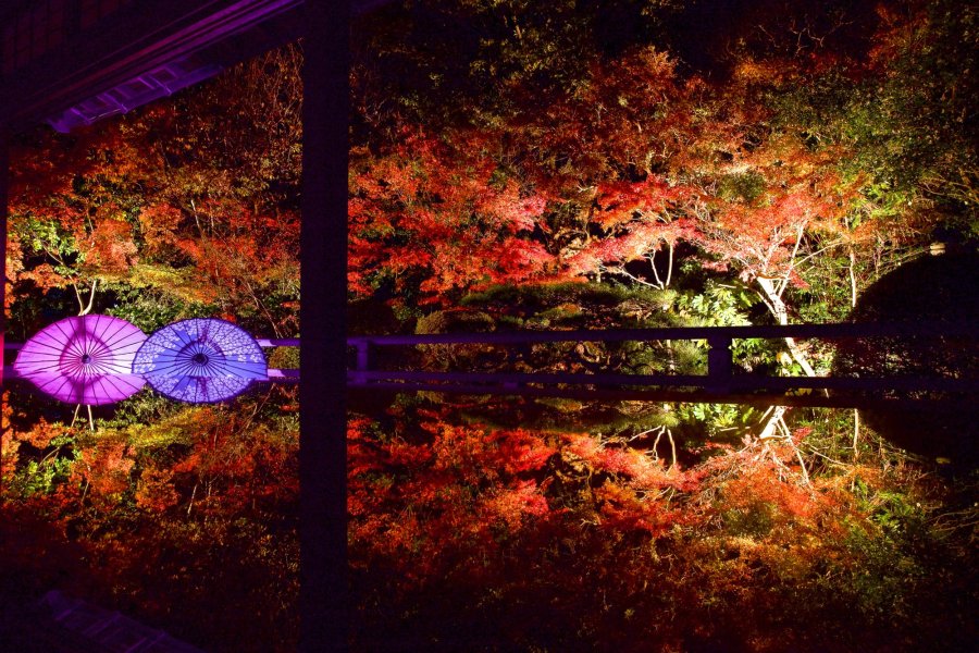 【松山市長建寺】花手水と期間限定で開放される絶景紅葉スポット