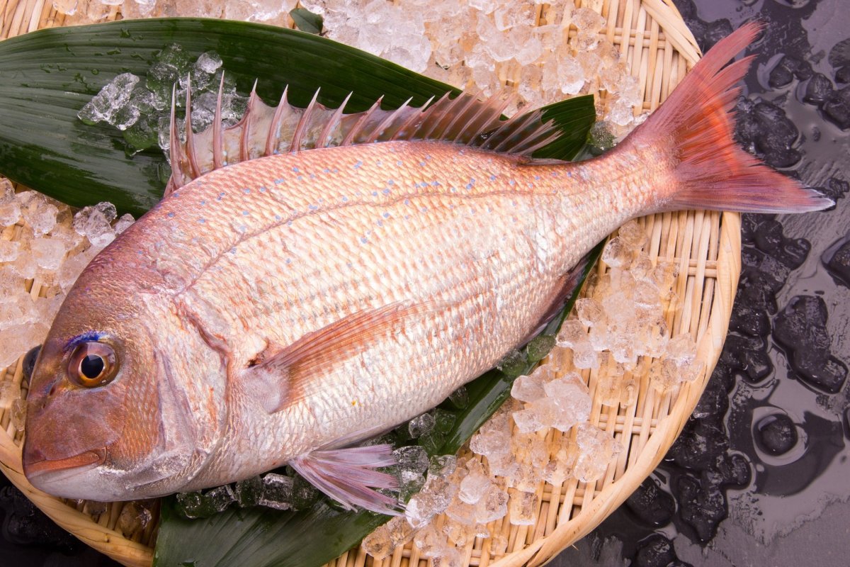 愛媛は「鯛（タイ）」がすごいんです！美味しさの理由やおすすめ鯛めし、お土産まで大集合
