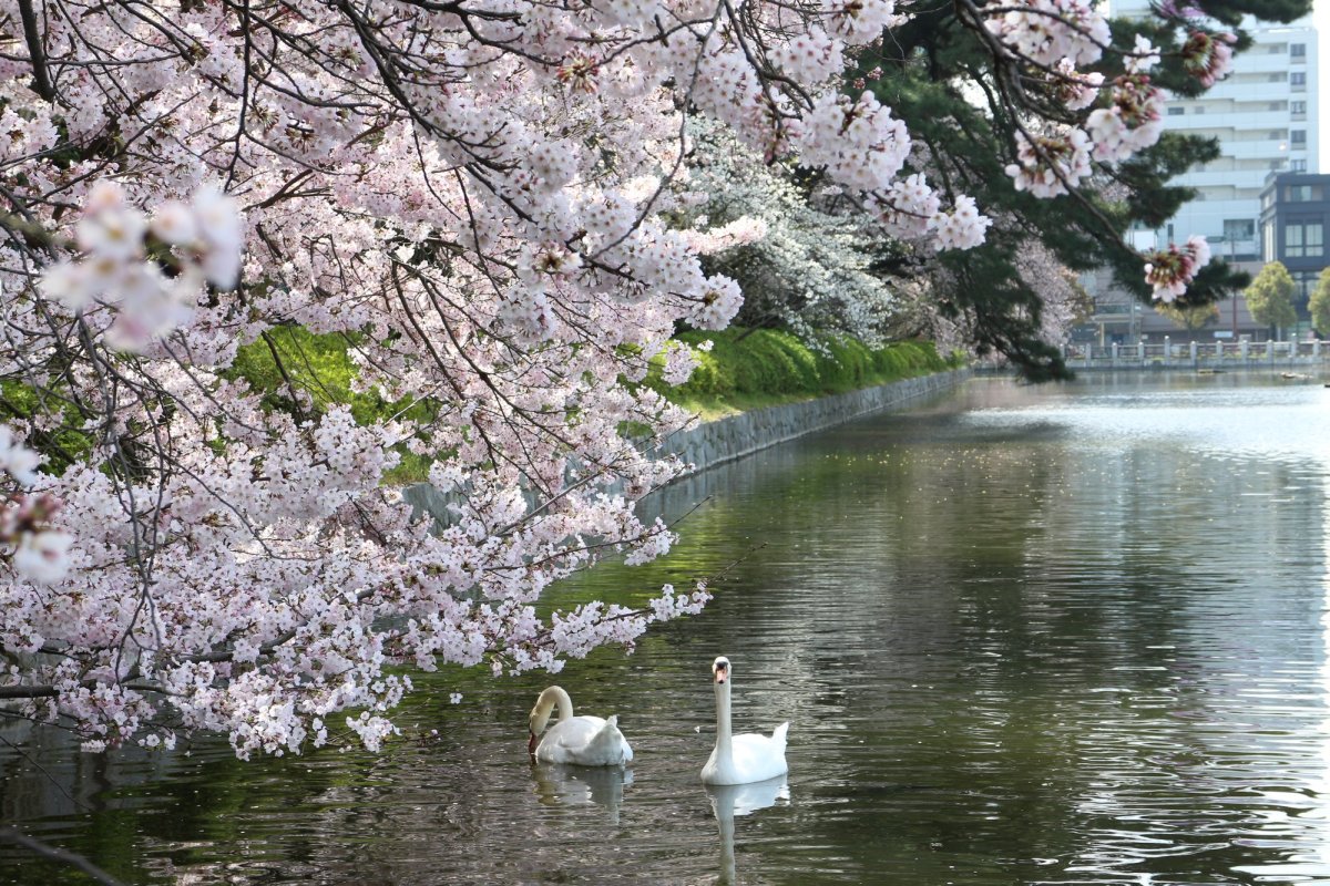 愛媛の桜の名所ガイド：松山城から家族向け公園までのお花見スポット＆イベント総ざらい		