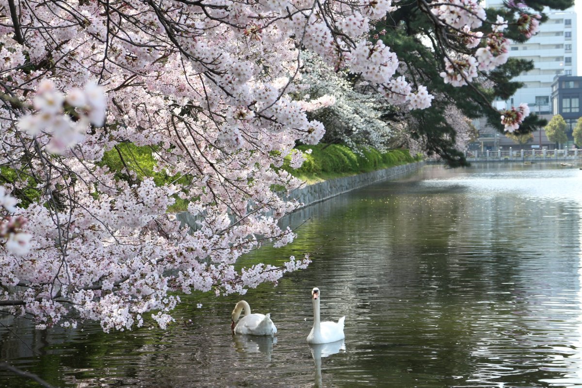 愛媛県の桜スポットへ				
