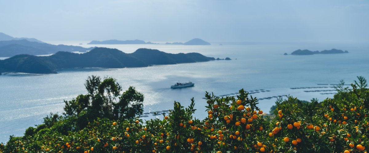 なぜ美味しい 愛媛のみかん 愛媛といえば やっぱり みかん 愛媛 旅の特集 愛媛県の公式観光サイト いよ観ネット