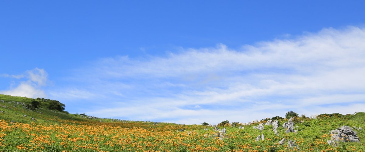 夏がベスト 高原の花々を見に行こう 絶景ツーリング ドライブ 四国カルスト 愛媛 旅の特集 愛媛県の公式観光サイト いよ観ネット