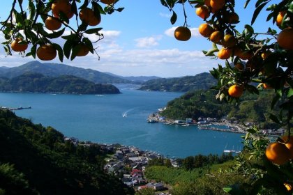 なぜ美味しい 愛媛のみかん 愛媛といえば やっぱり みかん 愛媛 旅の特集 愛媛県の公式観光サイト いよ観ネット