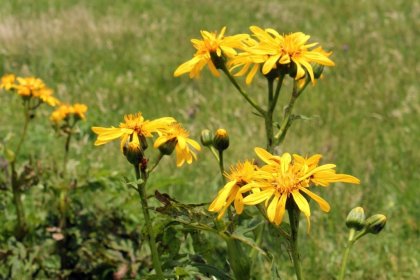 夏がベスト 高原の花々を見に行こう 絶景ツーリング ドライブ 四国カルスト 愛媛 旅の特集 愛媛県の公式観光サイト いよ観ネット