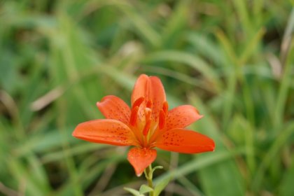 夏がベスト 高原の花々を見に行こう 絶景ツーリング ドライブ 四国カルスト 愛媛 旅の特集 愛媛県の公式観光サイト いよ観ネット