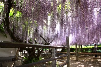 禎祥寺