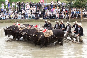 どろんこ祭り