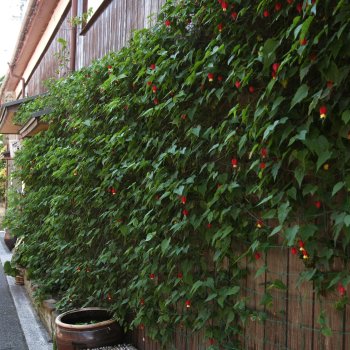 宇和町卯之町の町並み3