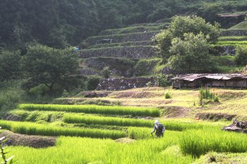 堂の坂の棚田