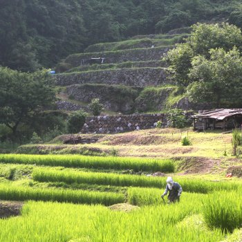 堂の坂の棚田