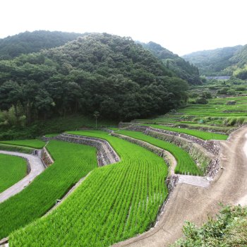 堂の坂の棚田