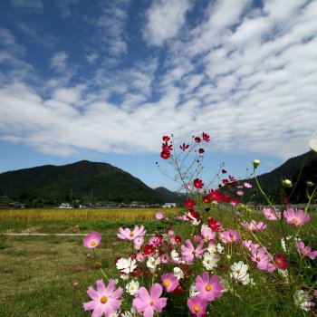 秋の風景