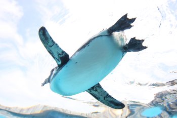 愛媛県立とべ動物園 ウォーターストリート