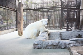 愛媛県立とべ動物園 ベアストリート