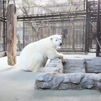 愛媛県立とべ動物園 ベアストリート