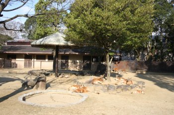 愛媛県立とべ動物園 オーストラリアストリート