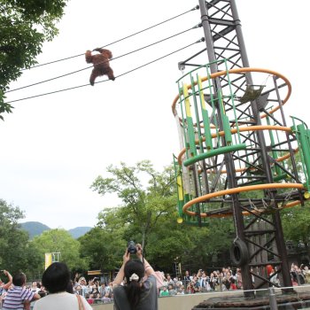 愛媛県立とべ動物園 モンキータウン