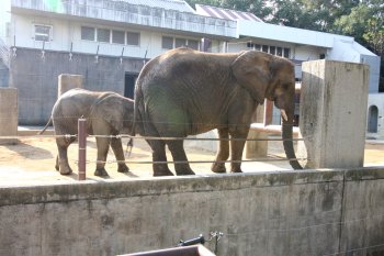 愛媛県立とべ動物園 ゾウストリート