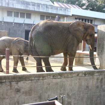 愛媛県立とべ動物園 ゾウストリート