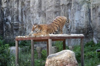 愛媛県立とべ動物園 ゾウストリート