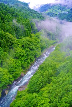霧の富郷渓谷