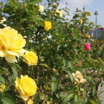 よしうみバラ公園