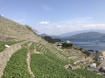 遊子水荷浦の段畑10