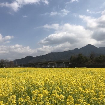見奈良　菜の花畑