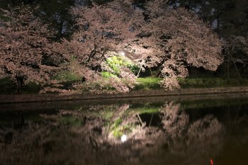 夜桜