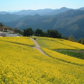 翠波高原／菜の花