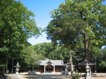 一宮神社のクスノキ群