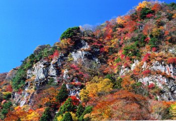 別子ラインの紅葉
