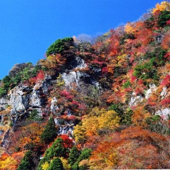 別子ラインの紅葉