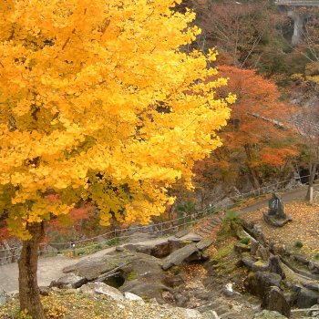 別子山の紅葉（ふるさと館裏）