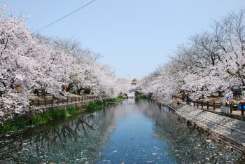 ひょうたん池　　桜1