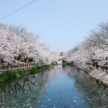 ひょうたん池　　桜1
