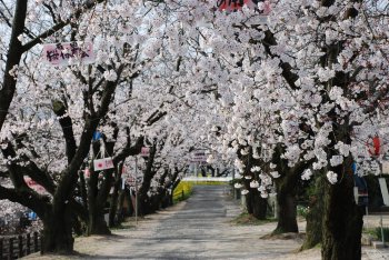 ひょうたん池　　桜2