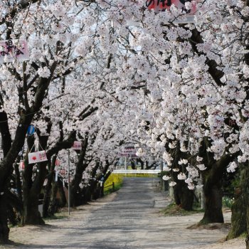 ひょうたん池　　桜2