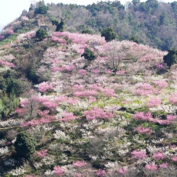 七折梅園