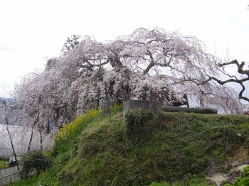 内子町　石畳東のしだれ桜