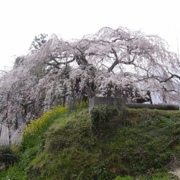 内子町　石畳東のしだれ桜