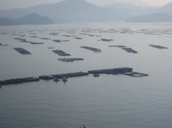 宇和海と養殖いかだ1